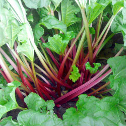 Rhubarb Crowns Polish Raspberry