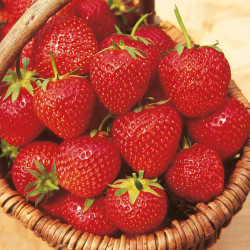 Strawberry Plants Malling Opal