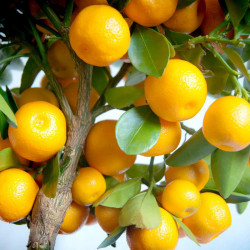 Calamondin Citrus Plant
