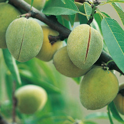 Nut Tree Sweet Almond Sultane