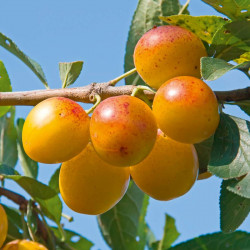 Plum Tree Yellow Pershore