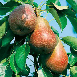 Pear Tree Beurre Hardy