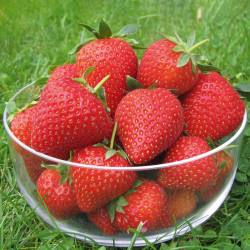 Strawberry Plants Vibrant