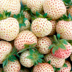 Strawberry Plants Snow White