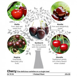 Gourmet Fruit Tree Cherry