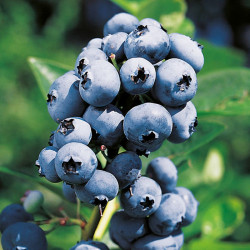 Blueberry Plant Rubel