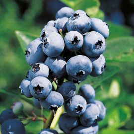 Blueberry Plant Rubel