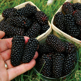 Blackberry Plant Karaka Black