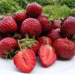 Strawberry Plants Honeyoye