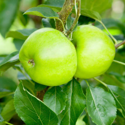 Apple (eating) Tree Bountiful