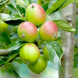 Apple Plant Fiesta