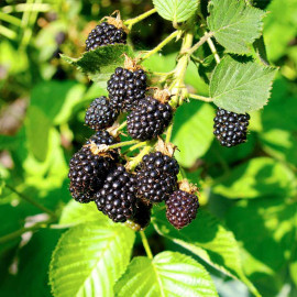 Blackberry Plant Triple Crown