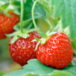 Strawberry Plants Pegasus