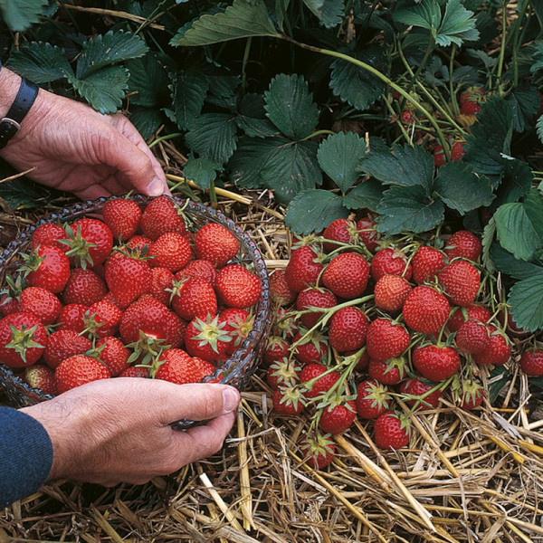 Buy Strawberry Plants Elsanta Online - Green plants & flowering plants Buy Strawberry Plants Elsanta Online - Green plants & flowering plants