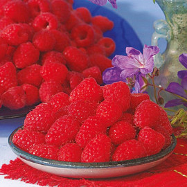 Raspberry Plants Malling Juno