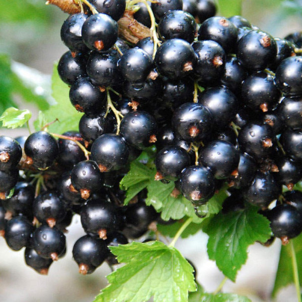 Buy Chuckleberry Plant Online - Green plants & flowering plants Buy Chuckleberry Plant Online - Green plants & flowering plants