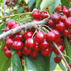 Cherry Tree Summer Sun