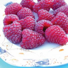 Raspberry Plants Joan J