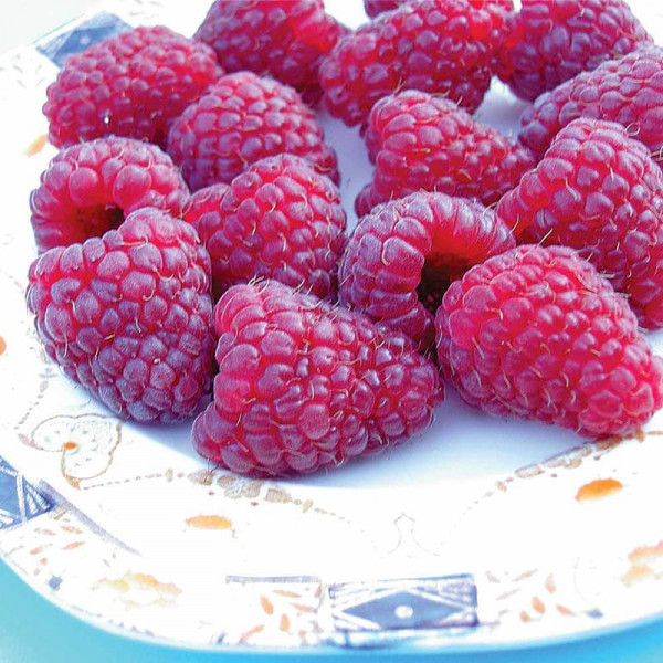 Buy Raspberry Plants Joan J Online - Green plants & flowering plants