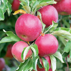 Apple Dwarf Fruit Tree Discovery