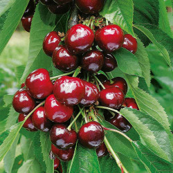 Cherry Dwarf Fruit Tree Stella