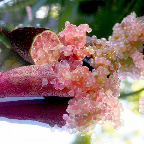 Buy Lime Plant Caviar Lime Online - Green plants & flowering plants