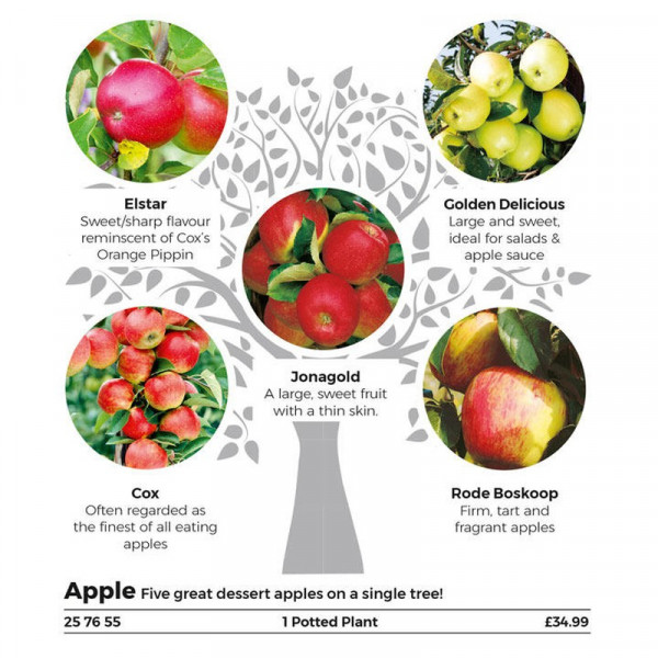 Buy Family Fruit Tree Apple Online - Garden Plants & Bushes Buy Family Fruit Tree Apple Online - Garden Plants & Bushes