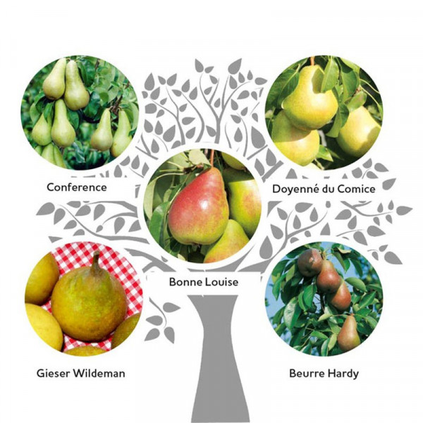 Buy Family Fruit Tree Pear Online - Garden Plants & Bushes Buy Family Fruit Tree Pear Online - Garden Plants & Bushes
