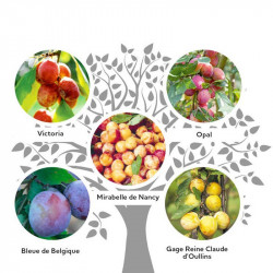 Family Fruit Tree Plum & Gage