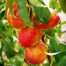 Nectarine Dwarf Fruit Tree Madame Blanchette