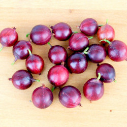 Gooseberry Plant Captivator