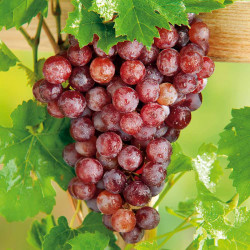 Grape Vine Plant Flame (seedless)