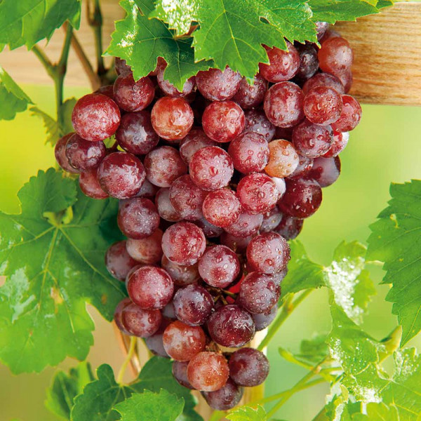 Buy Grape Vine Plant Flame (Seedless) Online - Green plants & flowering plants Buy Grape Vine Plant Flame (Seedless) Online - Green plants & flowering plants