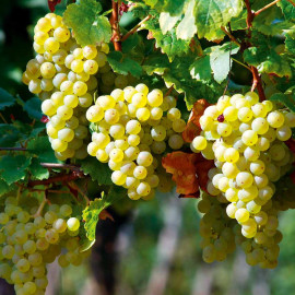 Grape Vine Plant Perlette