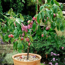 Plum Dwarf Fruit Tree Victoria