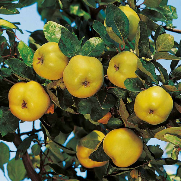 Buy Quince Dwarf Fruit Tree Online - Green plants & flowering plants Buy Quince Dwarf Fruit Tree Online - Green plants & flowering plants