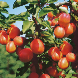 Sibleys Apricot Dwarf Fruit Tree Flavourcot