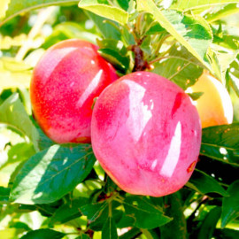 Pluot Tree Pink Candy
