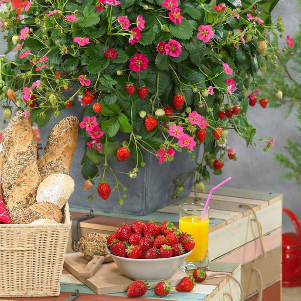 Buy Strawberry Plants F1 Toscana Online - Green plants & flowering plants Buy Strawberry Plants F1 Toscana Online - Green plants & flowering plants