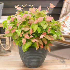Blueberry Plant Pink Flamingo