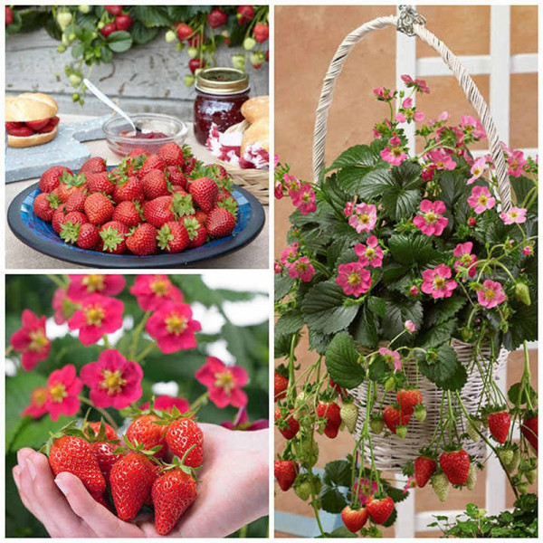 Buy Strawberry Plants Collection Online - Green plants & flowering plants