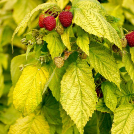 Raspberry Plant Groovy