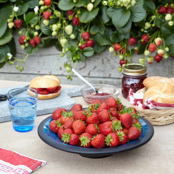 Buy Strawberry Plants F1 Delizz Online - Green plants & flowering plants