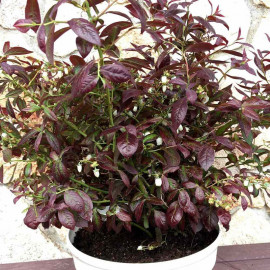 Blueberry Plants Cabernet Splash