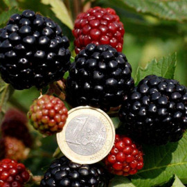 Blackberry Plant Asterina