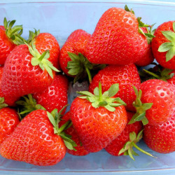 Strawberry Plants Malling Allure