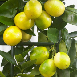 Citrus Tree Limequat