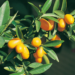 Citrus Tree Kumquat