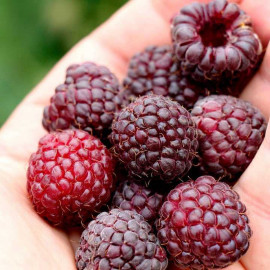 Primeberry Plant Malling Passion