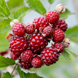 Blackberry Plant Dorman Red